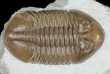 Asaphus Lepidurus Trilobite - Top Quality Specimen #99256-5